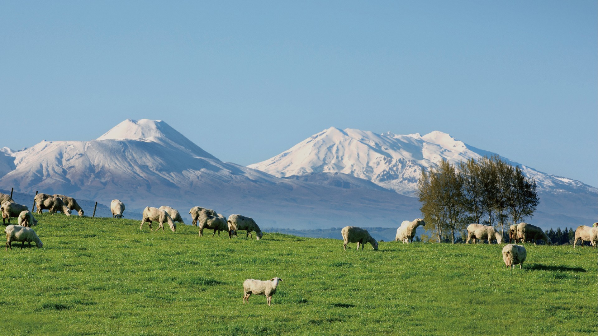 NZGOLDHEALTH® Premium Sheep Milk Powder Grand Launch